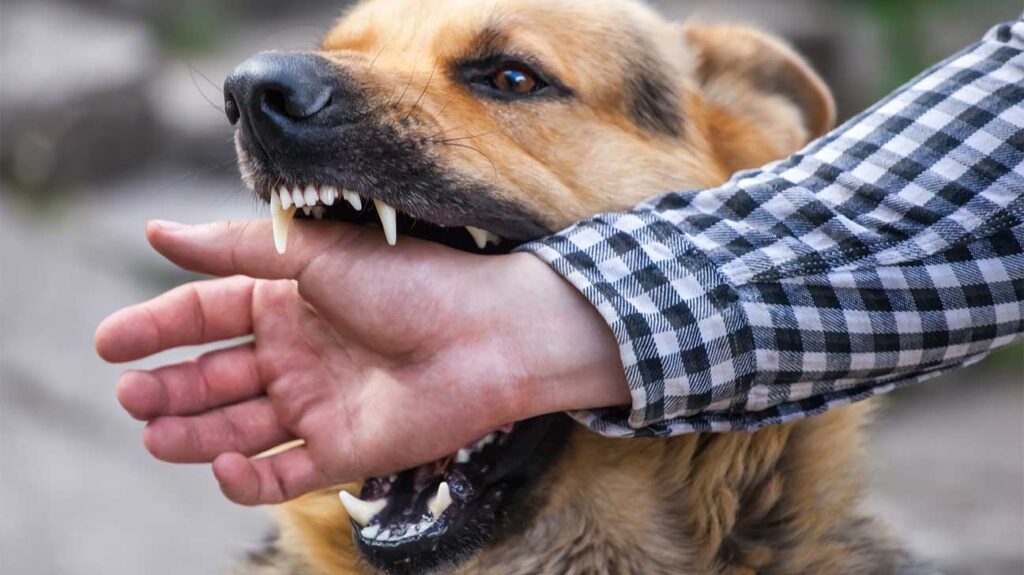 How to Defend Against a Dog Bite in a Lawsuit